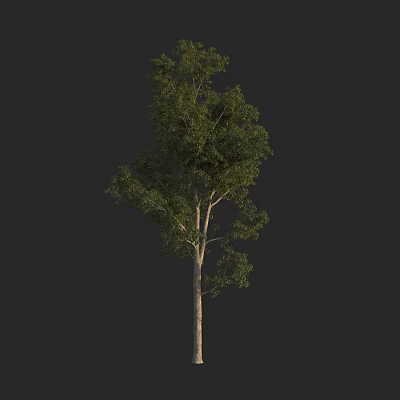 Tall Arbor Tree With Lush Green Foliage And Straight Trunk In Isolated Setting 3d model