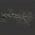 Withered Tree with Twisted Trunk Slender Branches and Rough Texture on White Background
