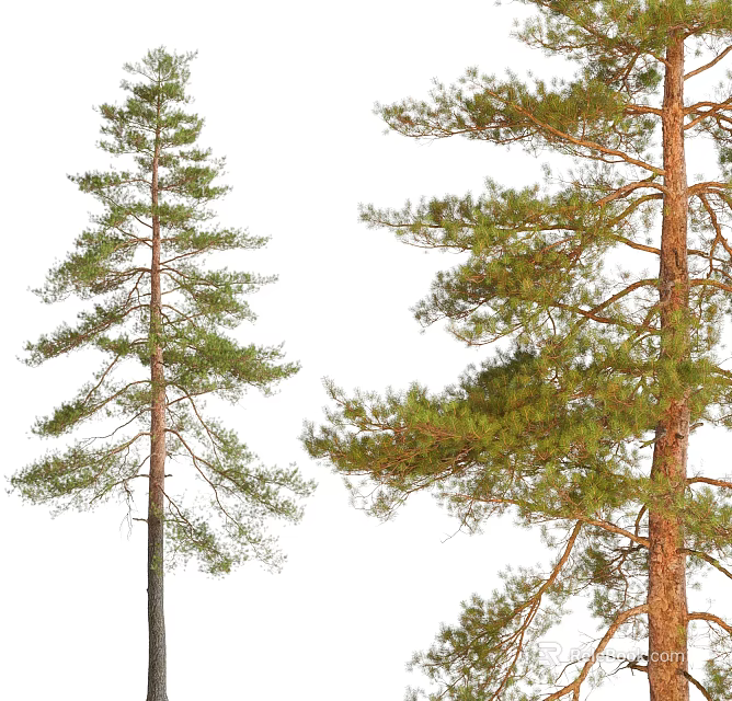 Tall Evergreen Pine Trees with Straight Trunks and Lush Green Branches 3d model 