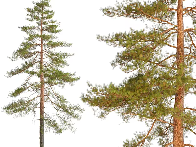 Tall Evergreen Pine Trees with Straight Trunks and Lush Green Branches 3d model