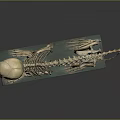 Complete Animal Skeleton Anatomical Model Displaying Skull Spine Limb Bones on Green Base