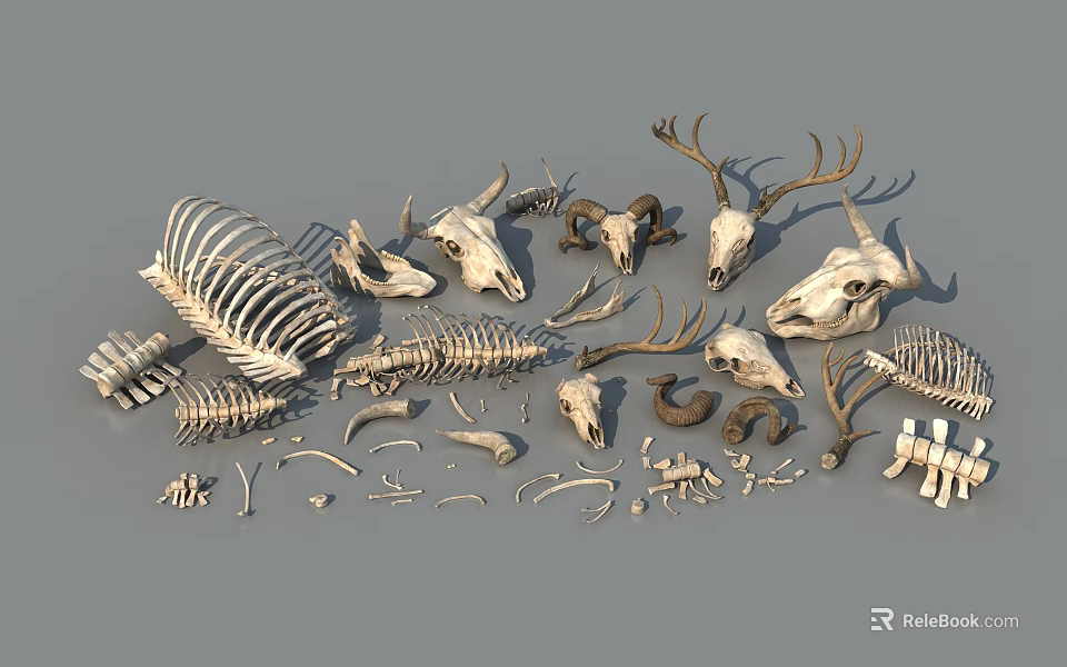 Diverse Reptile Skeleton Collection With Skulls Spines Ribs And Bone Pieces 3d model 