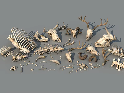 Diverse Reptile Skeleton Collection With Skulls Spines Ribs And Bone Pieces 3d model