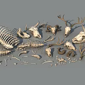 Diverse Reptile Skeleton Collection With Skulls Spines Ribs And Bone Pieces