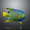 Colorful Tropical Fish With Vibrant Blue Green Yellow Orange Body And Net Like Scales