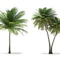 Tall Palm Trees Displaying Green Fronds And Brown Trunks Single And Clustered