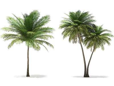 Tall Palm Trees Displaying Green Fronds And Brown Trunks Single And Clustered 3d model