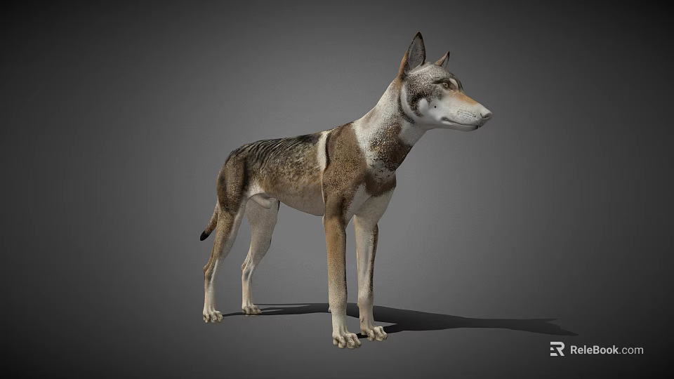 Realistic 3D Render Of Standing Dog With Gray Brown White Fur 3d model 