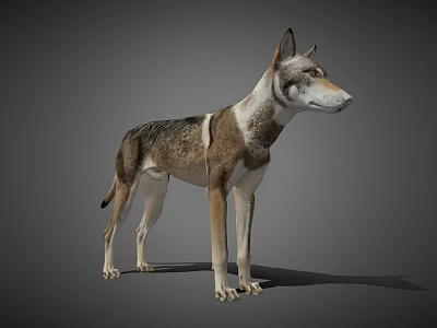 Realistic 3D Render Of Standing Dog With Gray Brown White Fur 3d model