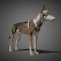 Realistic 3D Render Of Standing Dog With Gray Brown White Fur