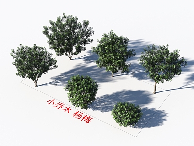 Small trees Myrica rubra plants model