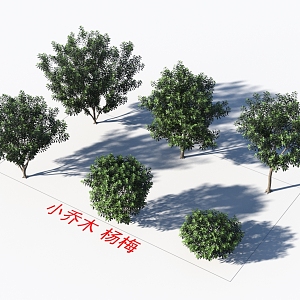 Small trees Myrica rubra plants 3d model