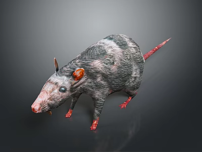 Detailed 3D Render of Gray Black Rat with Red Ears Claws Tail and Blue Eyes 3d model
