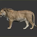 Brown Striped Tiger With Detailed Fur Standing On Dark Reflective Surface