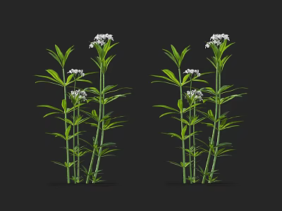 Fresh Green Plants With Slender Stems Green Leaves And White Small Flowers 3d model