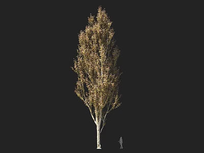 Tall Arbor With Slender Trunk Lush Foliage And Human Figure For Scale 3d model