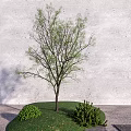 Modern Tree Plant Trees Arbor 3d model