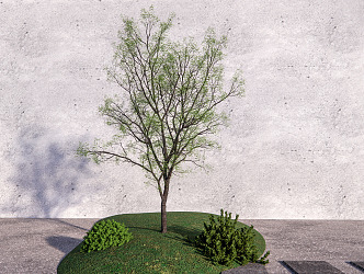 Modern Tree Plant Trees Arbor 3d model