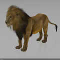 Male Lion With Brown Mane Standing On Gray Background With Reflection 3d model