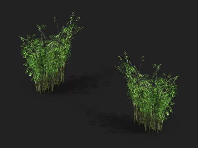 Two Lush Green Bamboo Clumps With Dense Foliage And Tall Stems 3d model