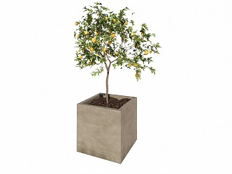 Modern Fruit Plant Potted Lemon Tree 3d model