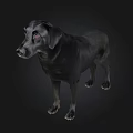 Black Labrador Retriever Standing On Dark Background In Studio View 3d model