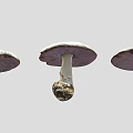 Three Fresh Whole White Mushrooms With Roots On Gray Background