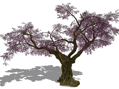 Lush Arbor With Purple Leaves Thick Trunk And Spreading Branches Shadow 3d model