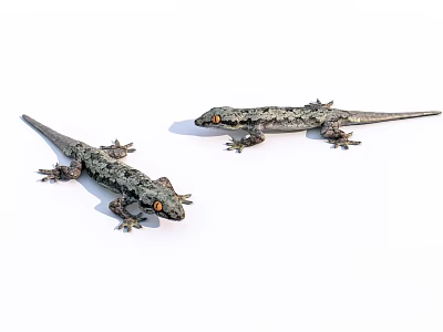 Two Reptile Geckos With Orange Eyes And Black Gray Patterns On White Background 3d model