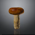 Fresh Edible Mushroom With Red Brown Cap And Light Beige Stem On Dark Glossy Surface