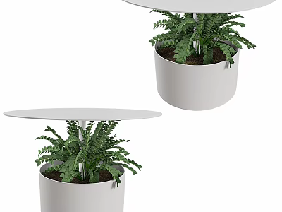 White Flower Pot With Green Fern Plant And Round Tray Design 3d model