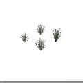 Green Plants With White Flowers Displayed In Various Angles And Natural Foliage Details