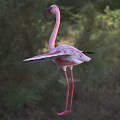 Pink Flamingo With Spread Black Wings Standing On Green Grassland Natural Habitat