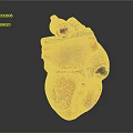 Human Heart Anatomical Model As Chest Organ With Colored Sections For Medical Teaching