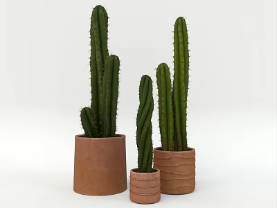Cactus Potted Plants in Terracotta Pots of Various Sizes for Home Decor 3d model