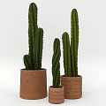 Cactus Potted Plants in Terracotta Pots of Various Sizes for Home Decor