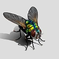 Close Up View Of Green Blue Metallic Fly With Transparent Wings And Large Eyes