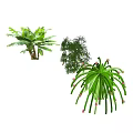 Various Crop Plants Featuring Banana Trees Fruit Bearing Shrubs And Long Green Leaves