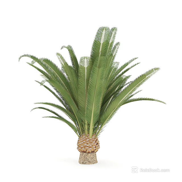 Lush Cycas Tree With Green Feathery Fronds And Scaly Trunk Base 3d model 