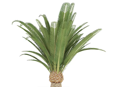 Lush Cycas Tree With Green Feathery Fronds And Scaly Trunk Base 3d model