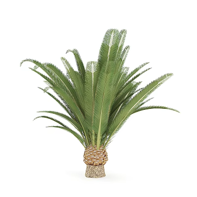 Lush Cycas Tree With Green Feathery Fronds And Scaly Trunk Base 3d model