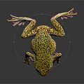 Vibrant Yellow Green Spotted Frog with Pink Legs and Red Eyes on Dark Background