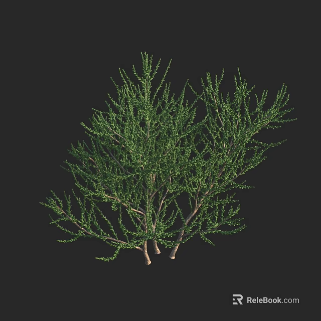 Green Shrub Plant With Dense Branches And Lush Leaves In Natural Growth Form 3d model 