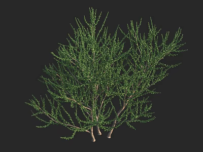 Green Shrub Plant With Dense Branches And Lush Leaves In Natural Growth Form 3d model