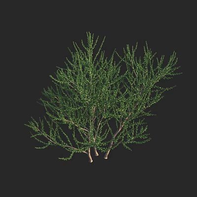 Green Shrub Plant With Dense Branches And Lush Leaves In Natural Growth Form 3d model