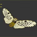 White Butterfly With Black Spots On Spread Wings And Colorful Body On Gray Background