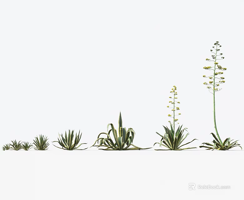 Agave Plants in Various Growth Stages From Seedlings to Flowering Mature Arranged on White Background 3d model 