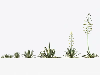 Agave Plants in Various Growth Stages From Seedlings to Flowering Mature Arranged on White Background 3d model
