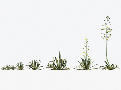 Modern Plants Desert Plants 3d model