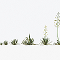 Modern Plants Desert Plants 3d model